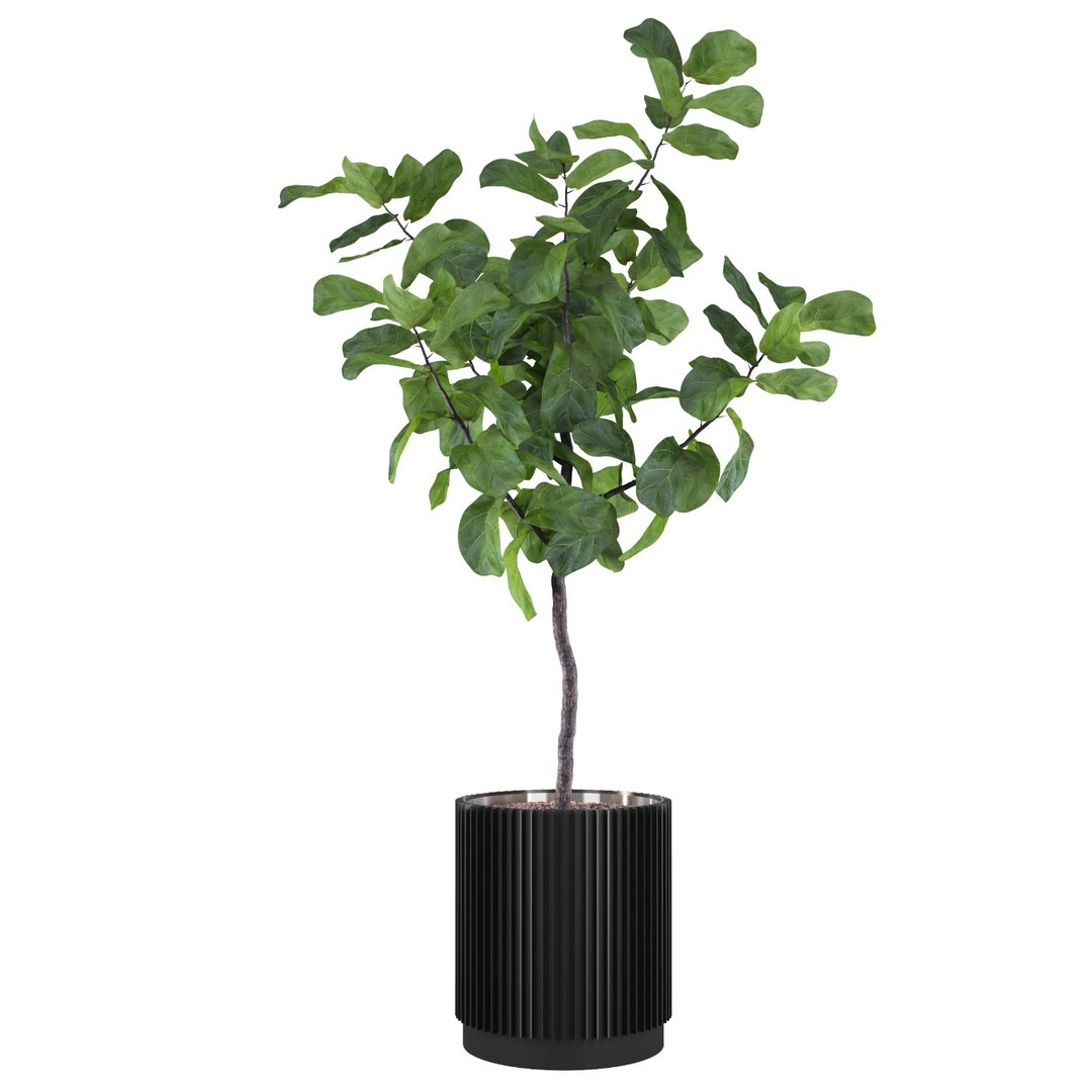 3D Big ficus lyrata in modern flower pot model https://p.turbosquid.com/ts-thumb/CR/qH9lgi/FW/2/jpg/1707207873/1920x1080/fit_q87/295084a7429ffe81d148004762b457e5e0da3a28/2.jpg