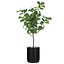 Grande ficus lyrata em vaso de flores moderno