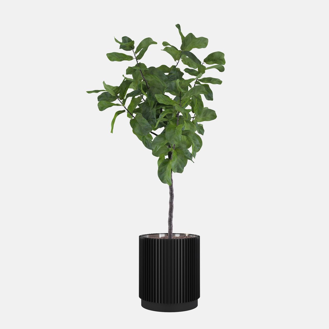 3D Big ficus lyrata in modern flower pot model https://p.turbosquid.com/ts-thumb/CR/qH9lgi/Po/scenadorenderowania_monkeymask004_08080009/jpg/1707207891/1920x1080/fit_q87/304b4dbcfaf7c44132ec79195eddbc939d9f9370/scenadorenderowania_monkeymask004_08080009.jpg