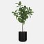 Grande ficus lyrata em vaso de flores moderno