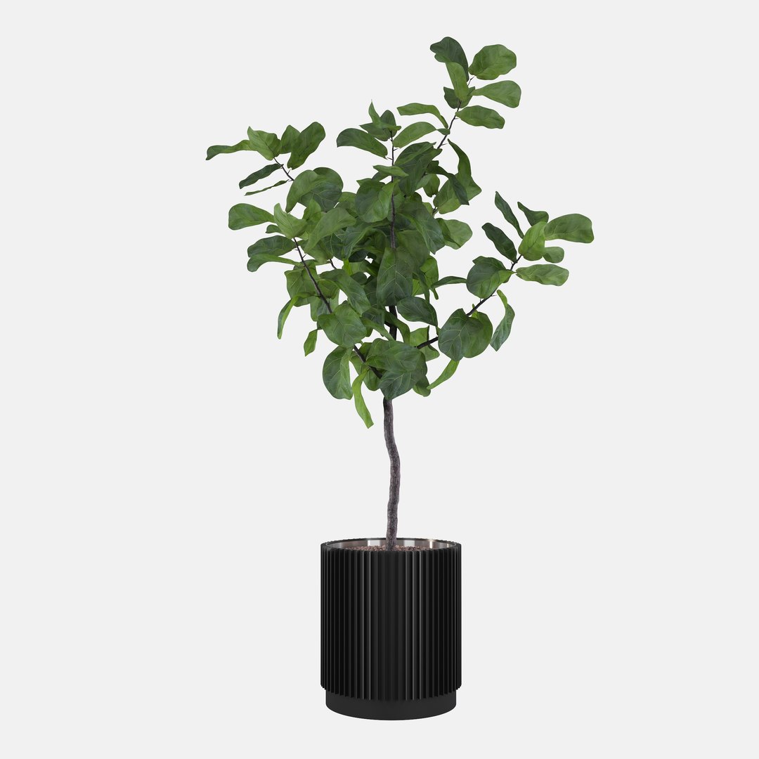 3D Big ficus lyrata in modern flower pot model https://p.turbosquid.com/ts-thumb/CR/qH9lgi/YH/scenadorenderowania_monkeymask004_08080012/jpg/1707207892/1920x1080/fit_q87/3d2897415841208e0db243d22e73921891c56d7e/scenadorenderowania_monkeymask004_08080012.jpg
