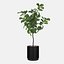 Grande ficus lyrata em vaso de flores moderno