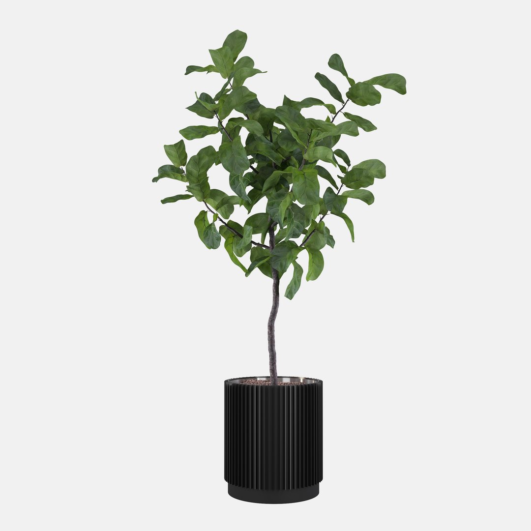 3D Big ficus lyrata in modern flower pot model https://p.turbosquid.com/ts-thumb/CR/qH9lgi/Z5/scenadorenderowania_monkeymask004_08080003/jpg/1707207886/1920x1080/fit_q87/560355f52405ff67676dbe2eca5ace85f526ef36/scenadorenderowania_monkeymask004_08080003.jpg