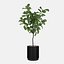 Grande ficus lyrata em vaso de flores moderno