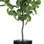 Grande ficus lyrata em vaso de flores moderno