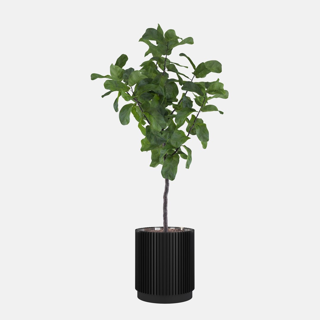 3D Big ficus lyrata in modern flower pot model https://p.turbosquid.com/ts-thumb/CR/qH9lgi/cO/scenadorenderowania_monkeymask004_08080007/jpg/1707207889/1920x1080/fit_q87/bff4afa63af5964c47ecf51d4d47c0a86fbb02d4/scenadorenderowania_monkeymask004_08080007.jpg