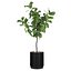 Grande ficus lyrata em vaso de flores moderno
