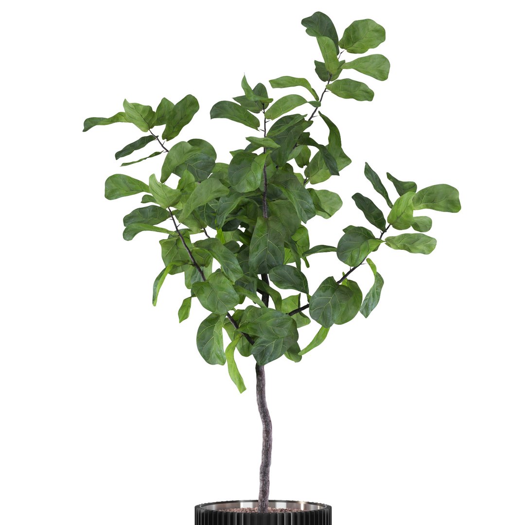3D Big ficus lyrata in modern flower pot model https://p.turbosquid.com/ts-thumb/CR/qH9lgi/fP/6/jpg/1707207875/1920x1080/fit_q87/e6dc699573cc14c89f86d3041482a6e0b5050f31/6.jpg