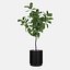 Grande ficus lyrata em vaso de flores moderno