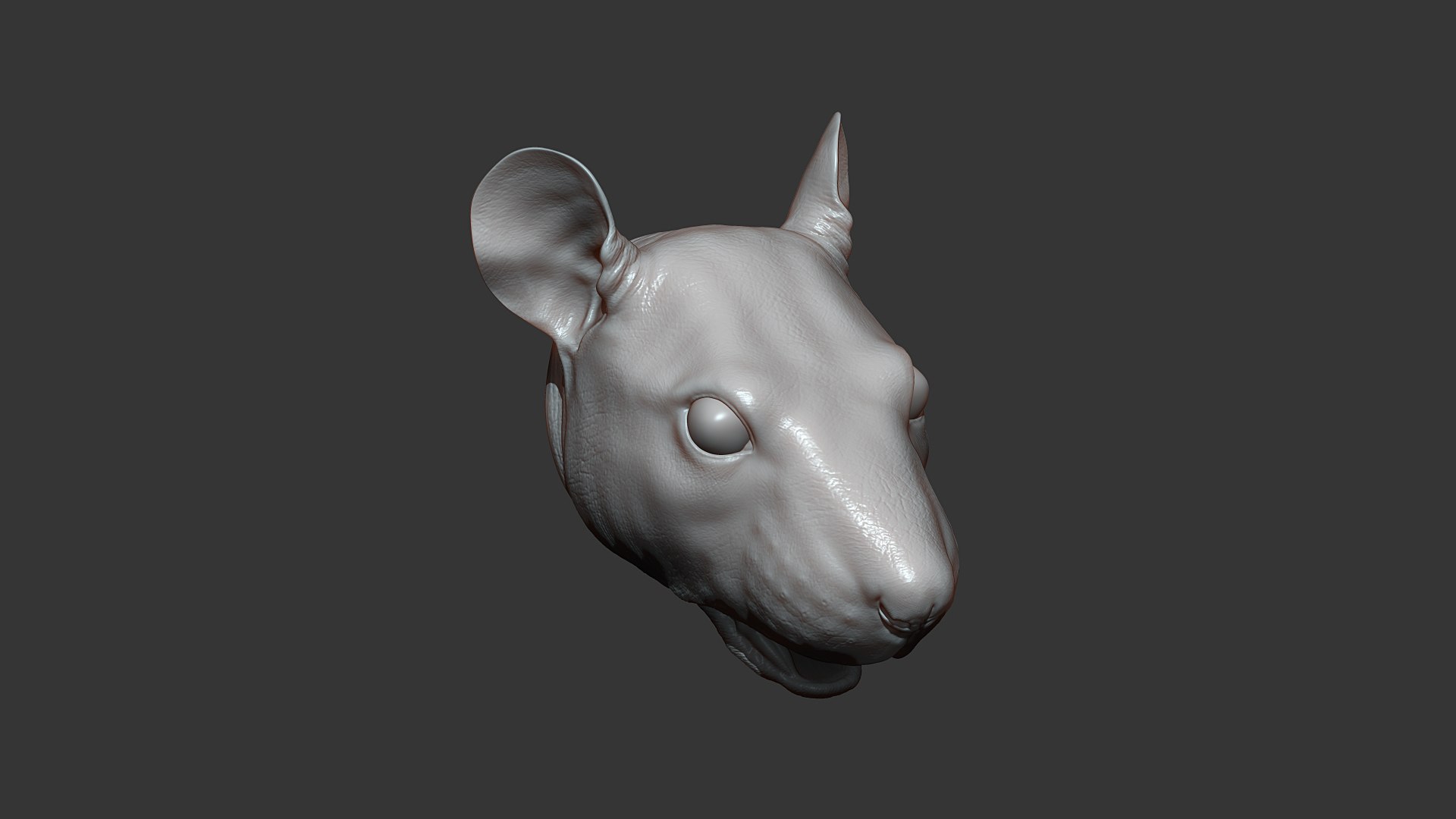 3D Rat Head Highpoly Sculpt model https://p.turbosquid.com/ts-thumb/CR/rAXBeE/XI/rat_head_04/jpg/1635863727/1920x1080/fit_q87/0caaf5db14e246668dd1efd4ba490f860f7dce4a/rat_head_04.jpg