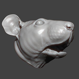 3D Rat Head Highpoly Sculpt model