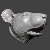Rat Head Highpoly Sculpt