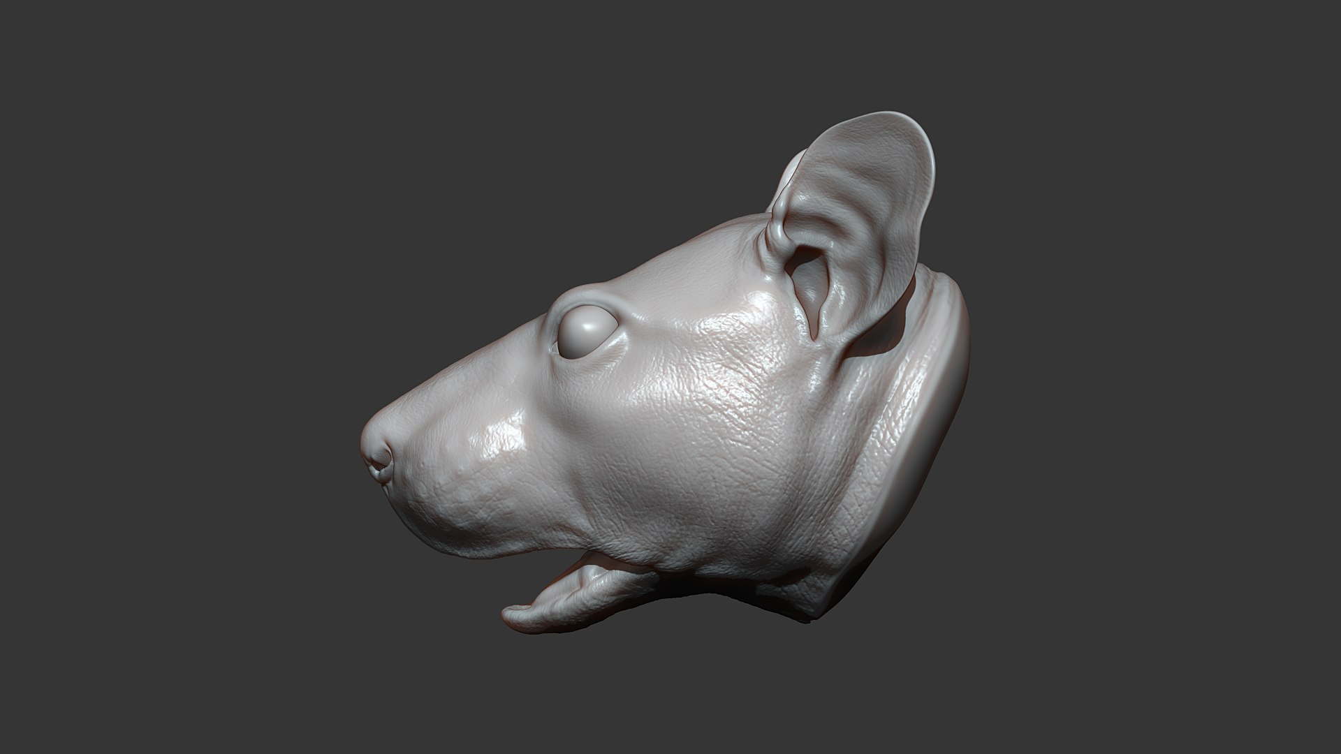 3D Rat Head Highpoly Sculpt model https://p.turbosquid.com/ts-thumb/CR/rAXBeE/p1/rat_head_03/jpg/1635863726/1920x1080/fit_q87/1c0433394067bdf394c67edcddde1adb9f578952/rat_head_03.jpg