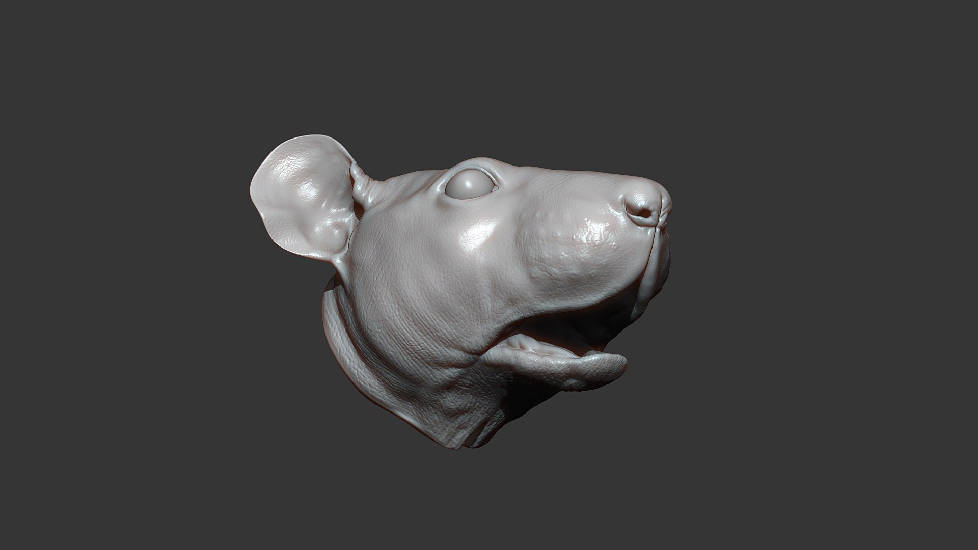 3D Rat Head Highpoly Sculpt Model - TurboSquid 1809933