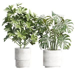 3D Indoor Pot Plants 538 3D Model model