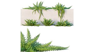 3D Asparagus densiflorus model