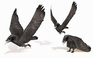 Crow Animated Lowpoly