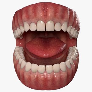 3D Human Mouth Teeth Anatomy model
