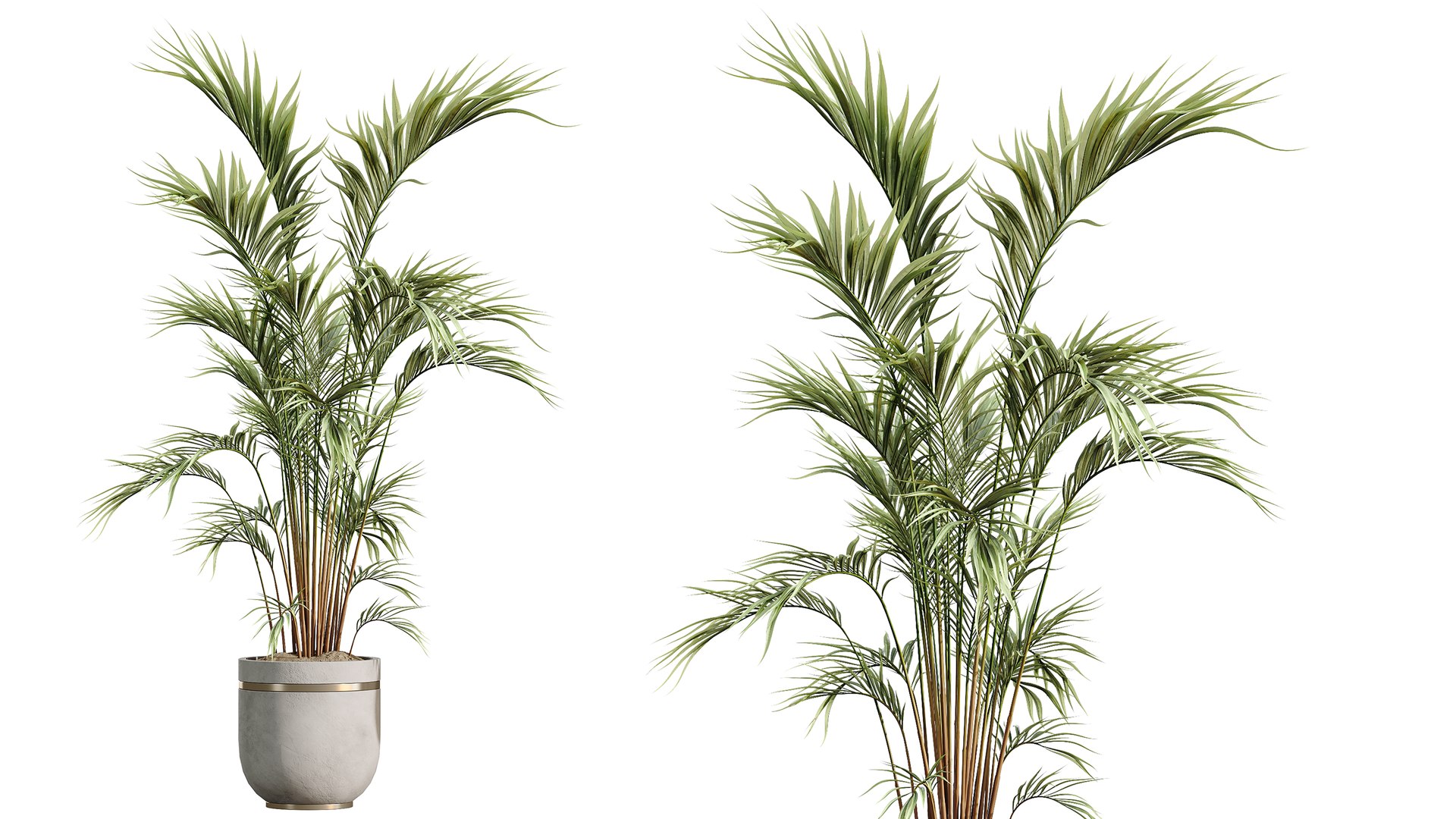 AV Indoor Plants Set 547 Banana Olive China Orange Tree Cat Reed Palm 3D model https://p.turbosquid.com/ts-thumb/CS/5XMutB/Ns/03/png/1793185795/1920x1080/fit_q87/e9ca0155957a10ddb5053df62458753e79623ad5/03.jpg