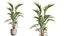 AV Indoor Plants Set 547 Banana Olive China Orange Tree Cat Reed Palm