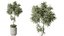 AV Indoor Plants Set 547 Banana Olive China Orange Tree Cat Reed Palm