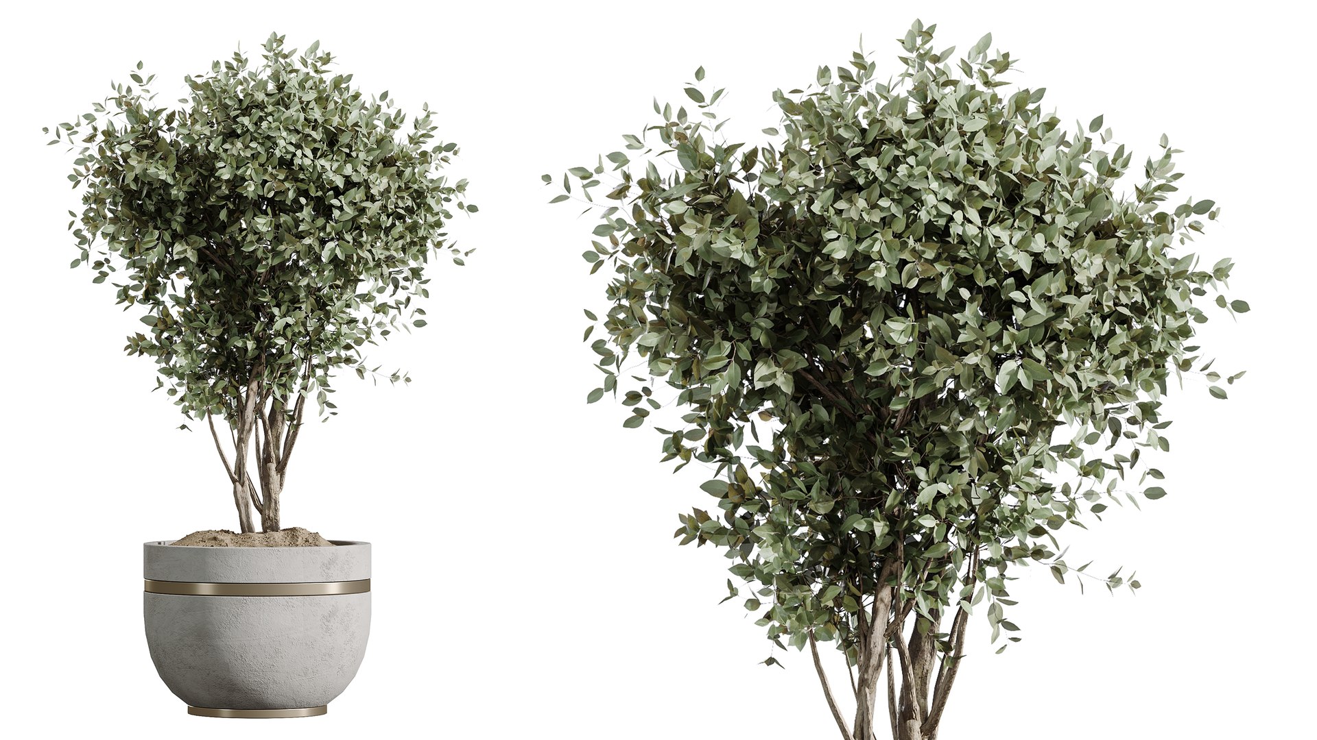 AV Indoor Plants Set 547 Banana Olive China Orange Tree Cat Reed Palm 3D model https://p.turbosquid.com/ts-thumb/CS/5XMutB/SJ/06/png/1793185799/1920x1080/fit_q87/576959e78e1526d88560c0b475d6452d00933be0/06.jpg