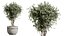AV Indoor Plants Set 547 Banana Olive China Orange Tree Cat Reed Palm