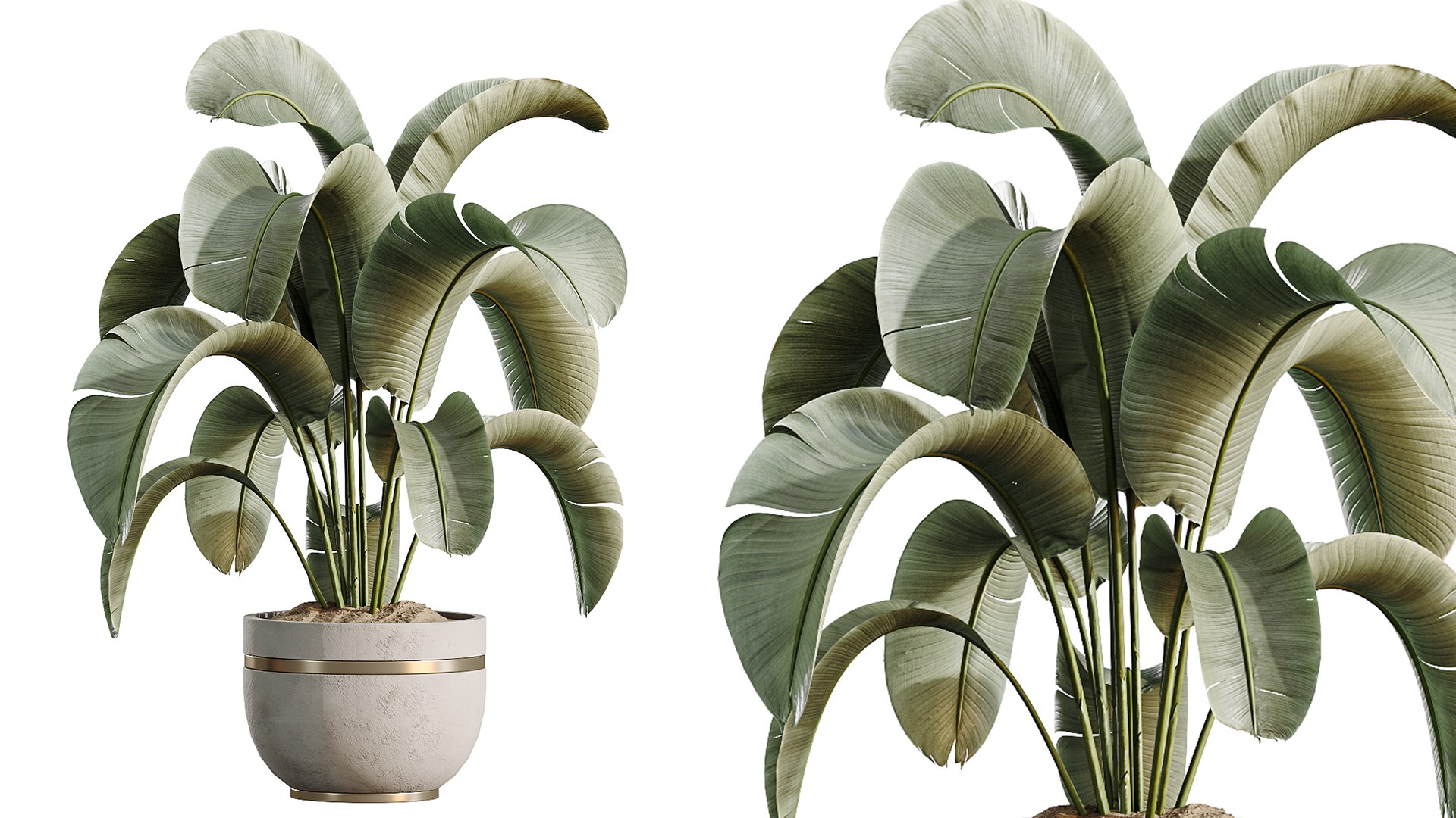AV Indoor Plants Set 547 Banana Olive China Orange Tree Cat Reed Palm 3D model https://p.turbosquid.com/ts-thumb/CS/5XMutB/fd/05/png/1793185797/1920x1080/fit_q87/fa9684ee63552dd085787c4285bb39e95b614cbf/05.jpg