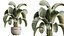 AV Indoor Plants Set 547 Banana Olive China Orange Tree Cat Reed Palm