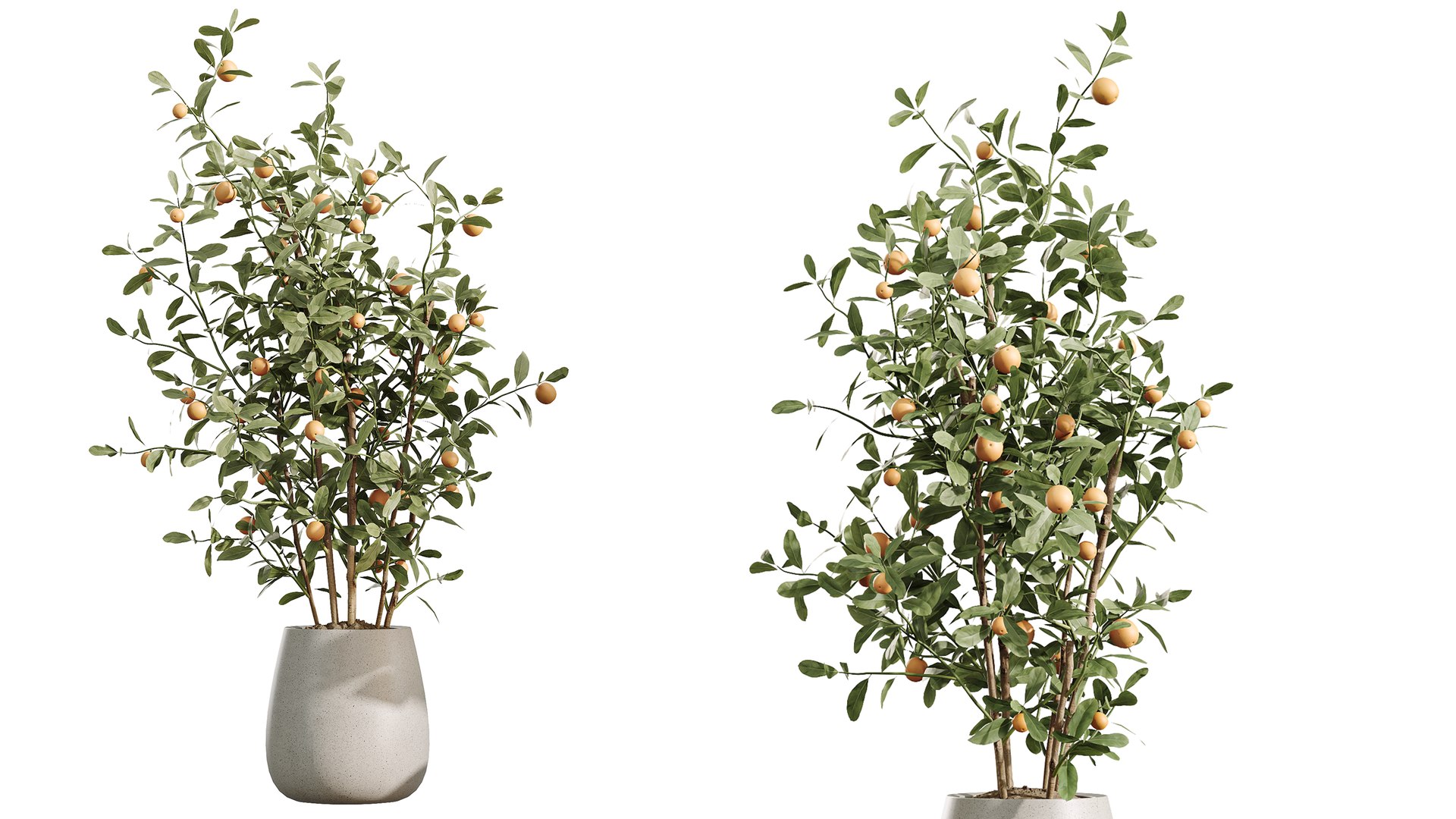 AV Indoor Plants Set 547 Banana Olive China Orange Tree Cat Reed Palm 3D model https://p.turbosquid.com/ts-thumb/CS/5XMutB/n7/04/png/1793185796/1920x1080/fit_q87/415a8b80bfb5f836d8e50e60e46a813e30d0b064/04.jpg