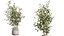 AV Indoor Plants Set 547 Banana Olive China Orange Tree Cat Reed Palm