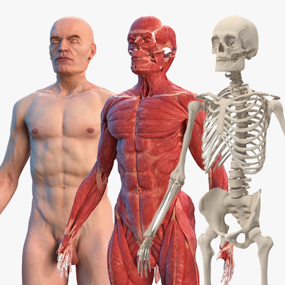 Male Body Anatomy Collection 3D model preview