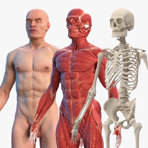 3D male body anatomy skeleton model