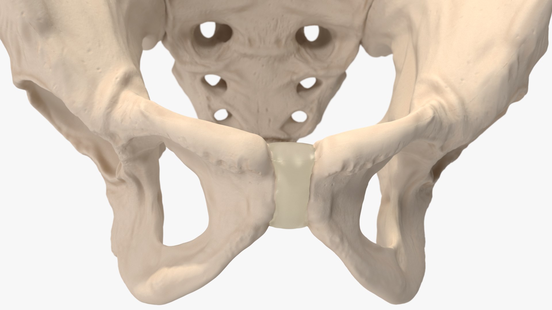 3D Human Male Pelvis Anatomy https://p.turbosquid.com/ts-thumb/CS/9x7FlV/0o/human_male_pelvis_anatomy_012/jpg/1743497687/1920x1080/fit_q87/5216f9bedcf068fed31e6d0738e8573e66ec1d16/human_male_pelvis_anatomy_012.jpg