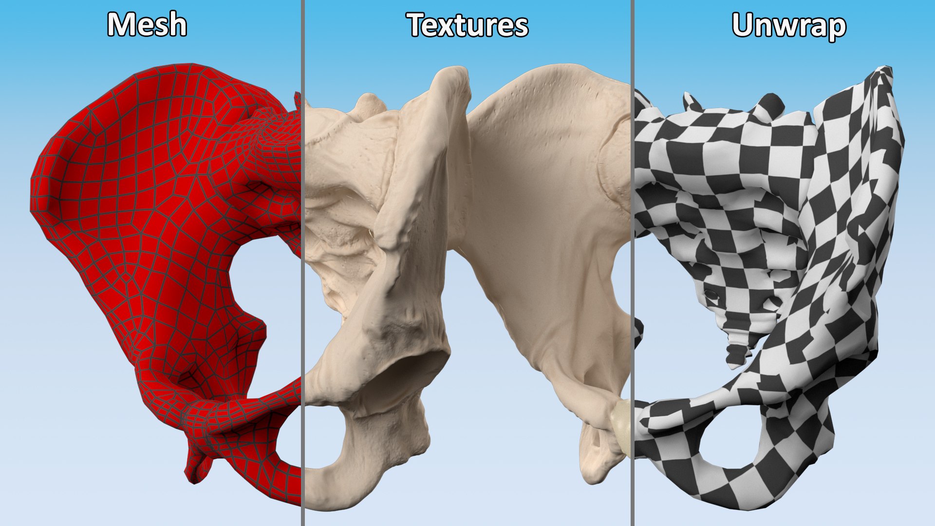 3D Human Male Pelvis Anatomy https://p.turbosquid.com/ts-thumb/CS/9x7FlV/KB/human_male_pelvis_anatomy_014/jpg/1743497696/1920x1080/fit_q87/4e8af5cd91d09c6658f9107d72db5fc11cc7449d/human_male_pelvis_anatomy_014.jpg