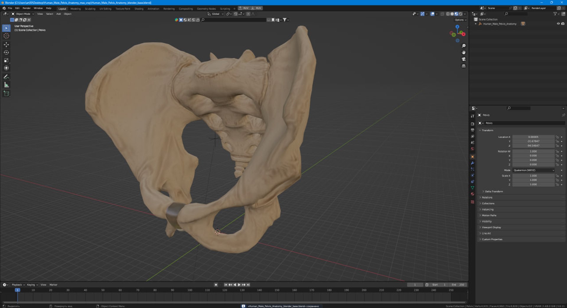 3D Human Male Pelvis Anatomy https://p.turbosquid.com/ts-thumb/CS/9x7FlV/Lp/human_male_pelvis_anatomy_1001/jpg/1743497742/1920x1080/fit_q87/a72f8a03e5089332ae4ccf37c0c7cd5bf55eb82c/human_male_pelvis_anatomy_1001.jpg