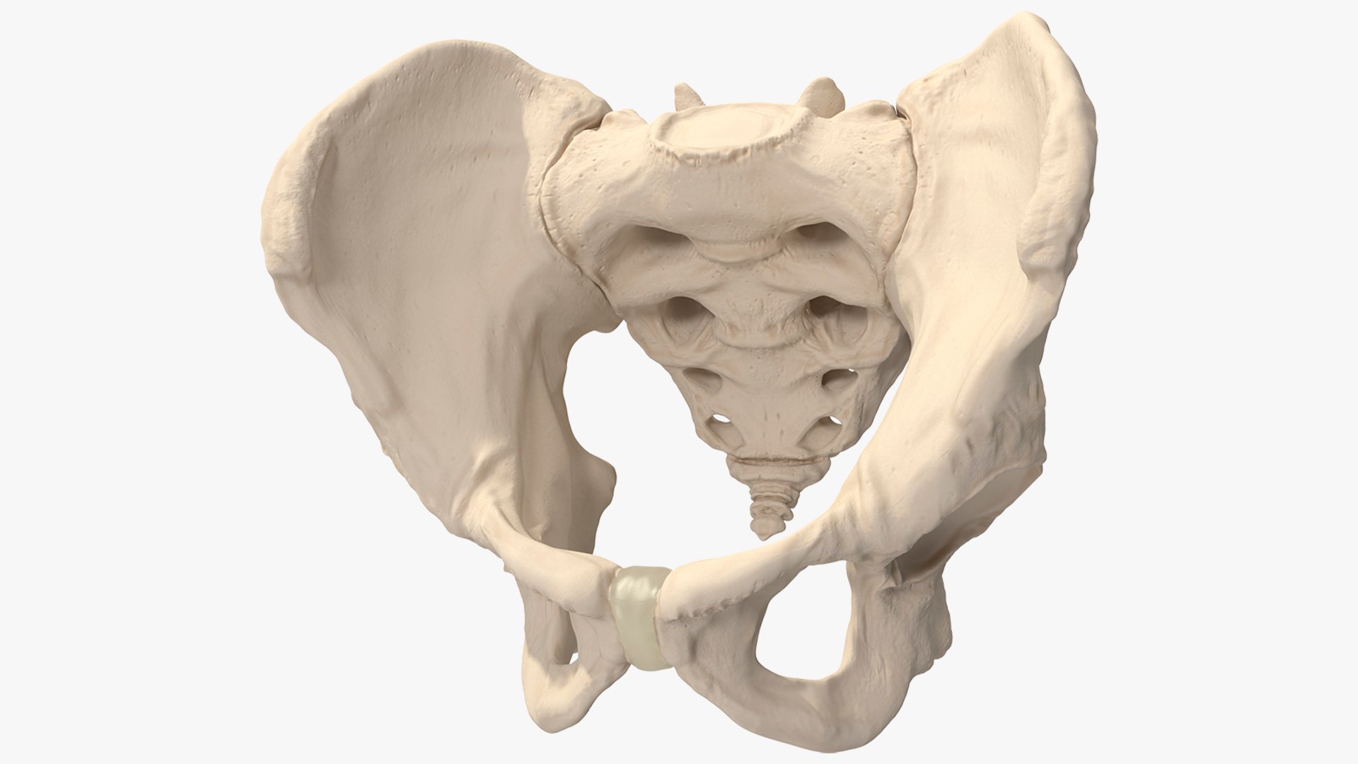 3D Human Male Pelvis Anatomy https://p.turbosquid.com/ts-thumb/CS/9x7FlV/M5/human_male_pelvis_anatomy_001/jpg/1743497381/1920x1080/fit_q87/8edcce750dea2100cb5f461e2bf9e30186a9f9ca/human_male_pelvis_anatomy_001.jpg