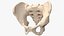 Human Male Pelvis Anatomy