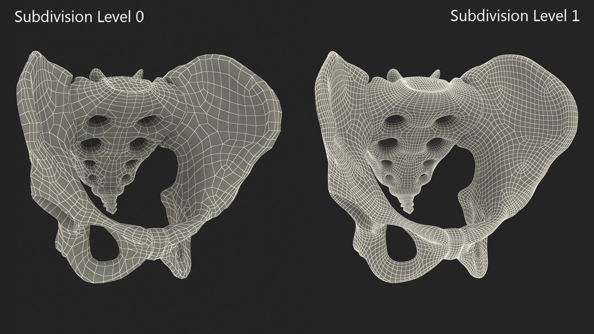 3D Human Male Pelvis Anatomy https://p.turbosquid.com/ts-thumb/CS/9x7FlV/ON/human_male_pelvis_anatomy_015/jpg/1743497702/1920x1080/fit_q87/e642ed02eec62626b11d747576c0faacae983208/human_male_pelvis_anatomy_015.jpg