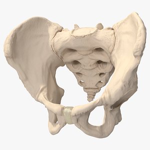 3D Human Male Pelvis Anatomy