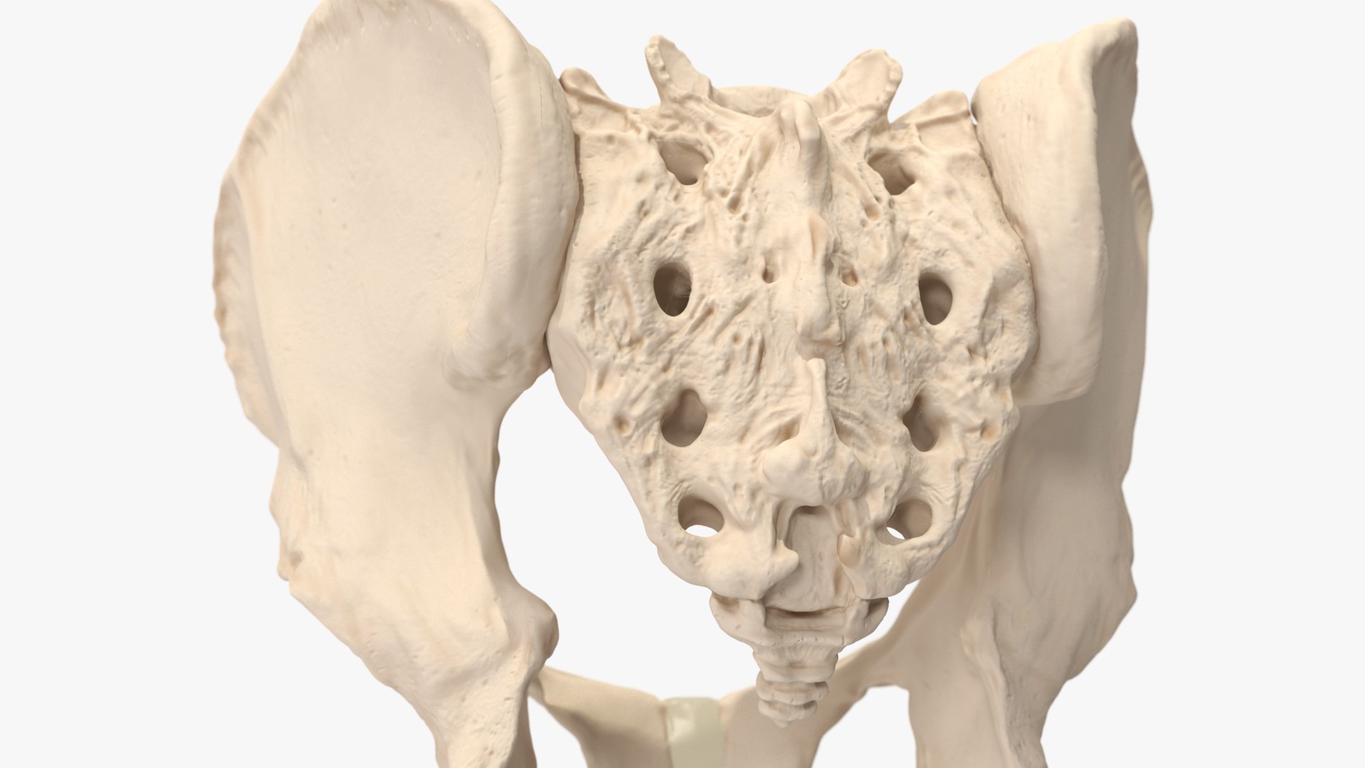 3D Human Male Pelvis Anatomy https://p.turbosquid.com/ts-thumb/CS/9x7FlV/b2/human_male_pelvis_anatomy_011/jpg/1743497682/1920x1080/fit_q87/443d0733355a01a19b5c8df598356b257b5ddf8f/human_male_pelvis_anatomy_011.jpg