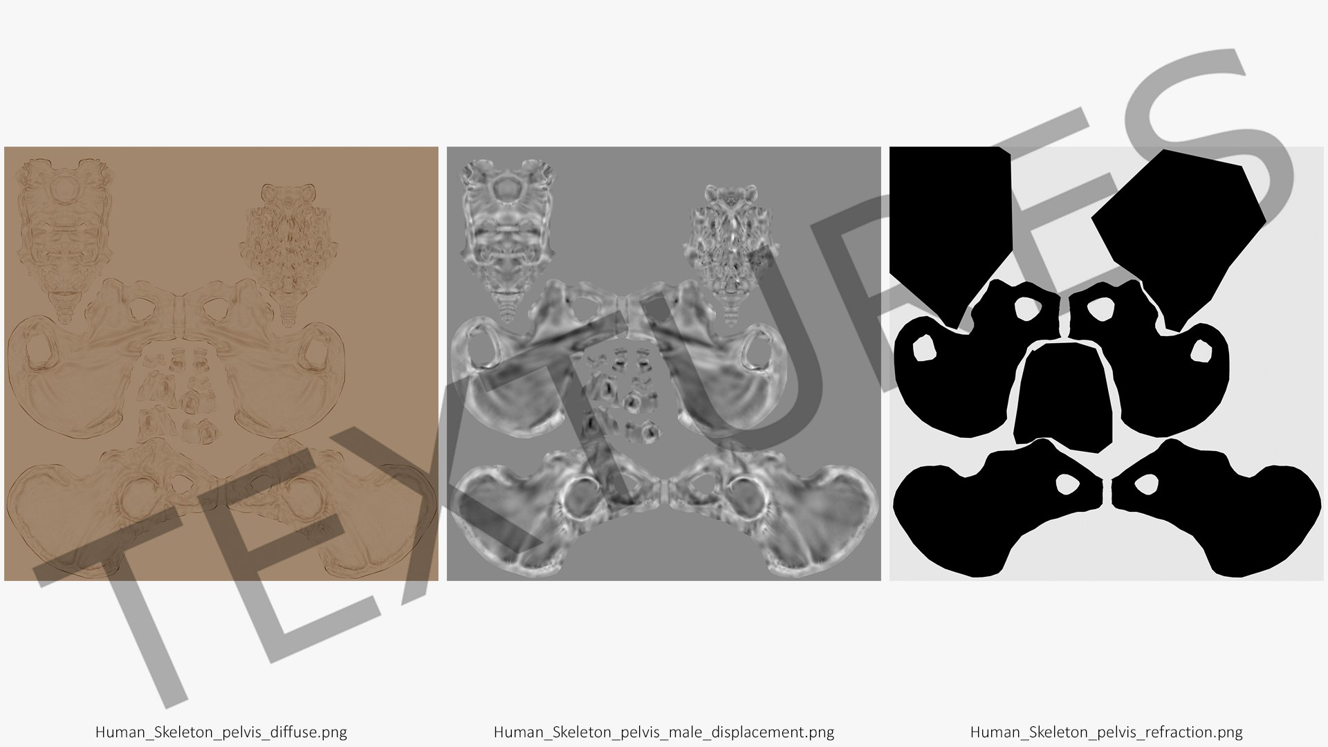 3D Human Male Pelvis Anatomy https://p.turbosquid.com/ts-thumb/CS/9x7FlV/cI/human_male_pelvis_anatomy_017/jpg/1743497712/1920x1080/fit_q87/efc2a323b877dad53dd15cda4d5fd612c859618f/human_male_pelvis_anatomy_017.jpg