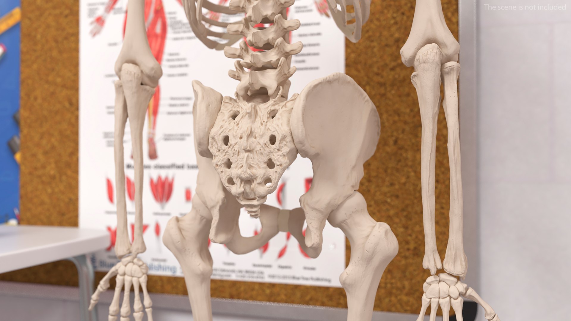 3D Human Male Pelvis Anatomy https://p.turbosquid.com/ts-thumb/CS/9x7FlV/jr/human_male_pelvis_anatomy_003/jpg/1743497636/1920x1080/fit_q87/7b99a7b316a79e02e4c7b3876a377367d4a8e76e/human_male_pelvis_anatomy_003.jpg