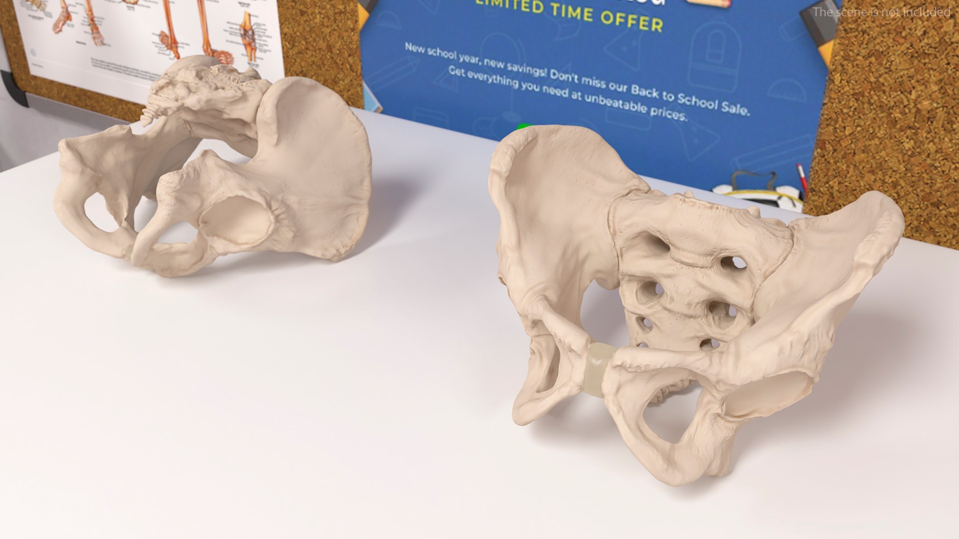 3D Human Male Pelvis Anatomy https://p.turbosquid.com/ts-thumb/CS/9x7FlV/kC/human_male_pelvis_anatomy_004/jpg/1743497642/1920x1080/fit_q87/3da4f44cc3066e530f7434f3148e61facb4d907c/human_male_pelvis_anatomy_004.jpg