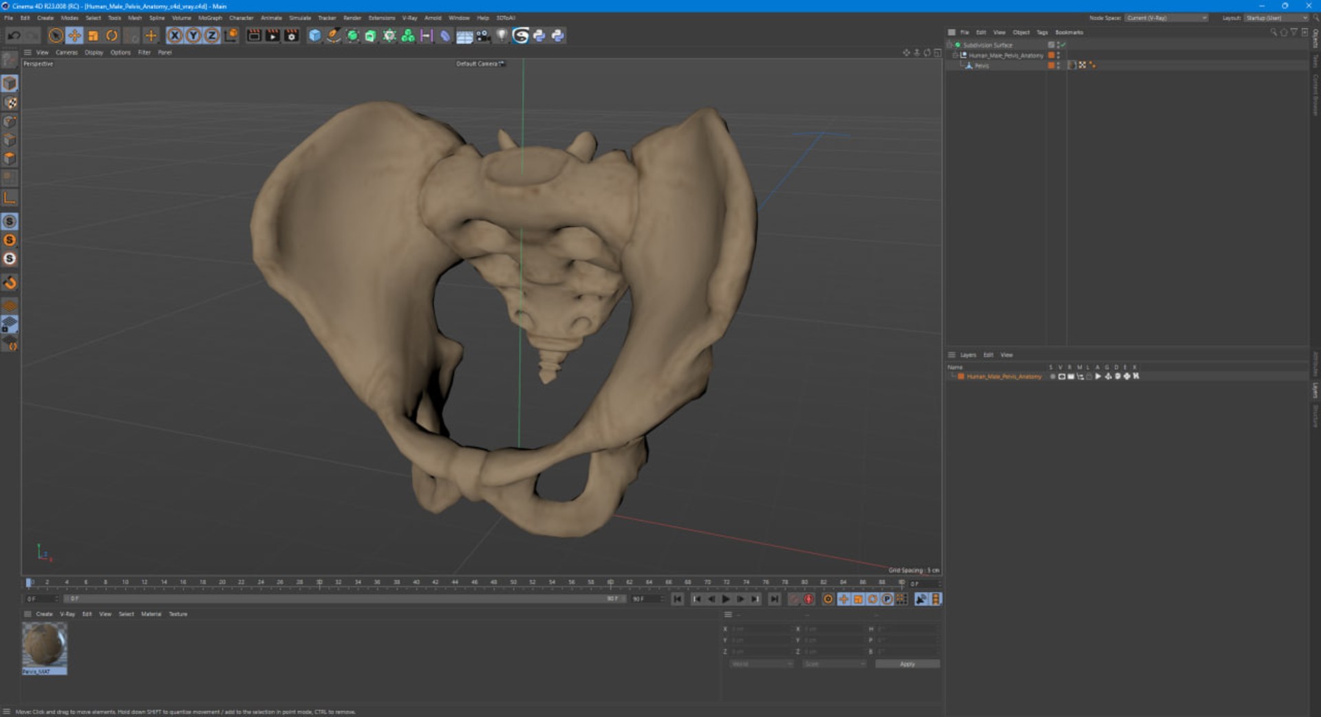 3D Human Male Pelvis Anatomy https://p.turbosquid.com/ts-thumb/CS/9x7FlV/nf/human_male_pelvis_anatomy_1003/jpg/1743497751/1920x1080/fit_q87/45e449911431f3cd06293fff2a5daaa5676b58ee/human_male_pelvis_anatomy_1003.jpg