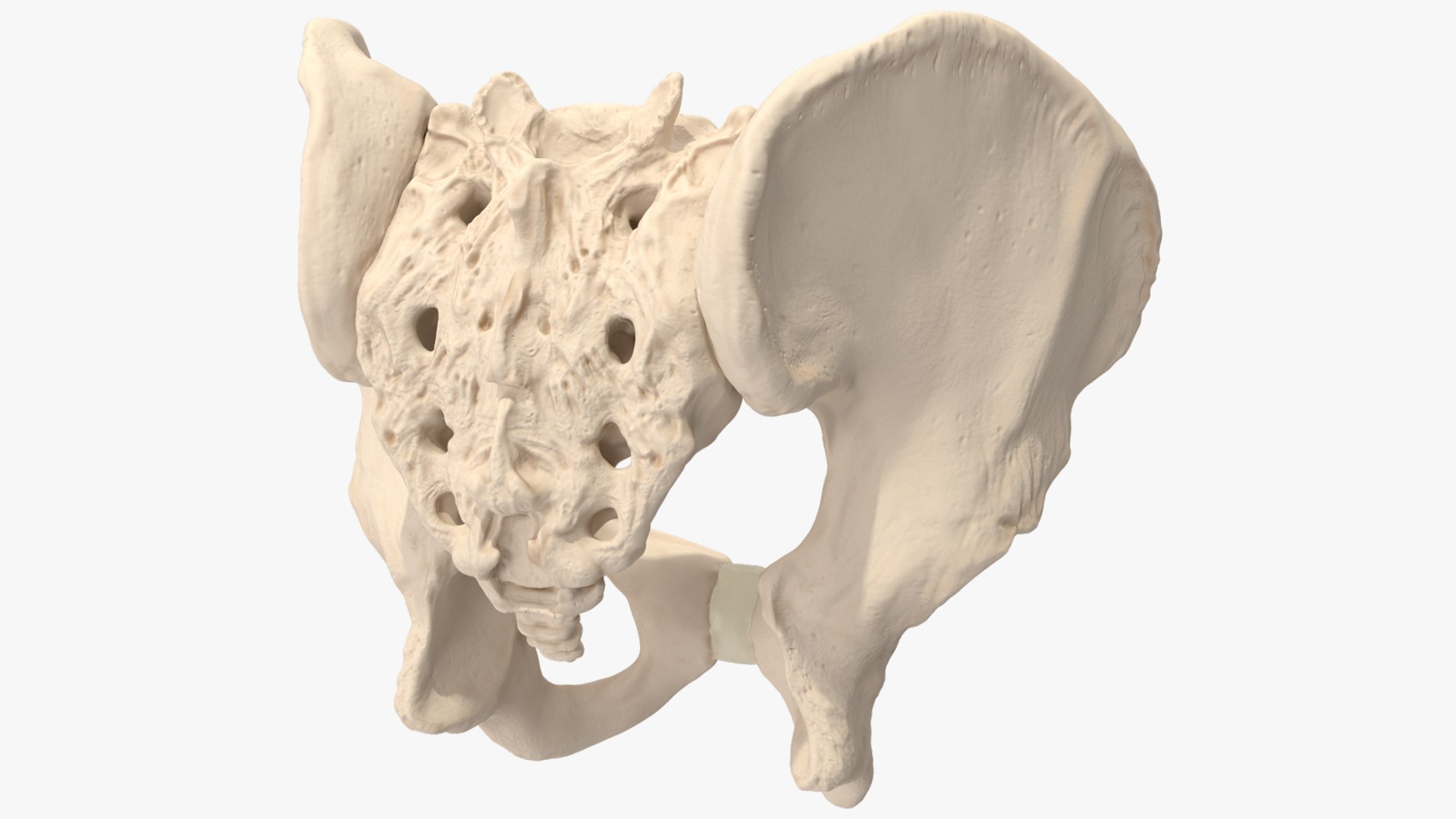 3D Human Male Pelvis Anatomy https://p.turbosquid.com/ts-thumb/CS/9x7FlV/rr/human_male_pelvis_anatomy_008/jpg/1743497666/1920x1080/fit_q87/2163a21fb4f4bb78fd6aea452ae4e839ac6bf240/human_male_pelvis_anatomy_008.jpg