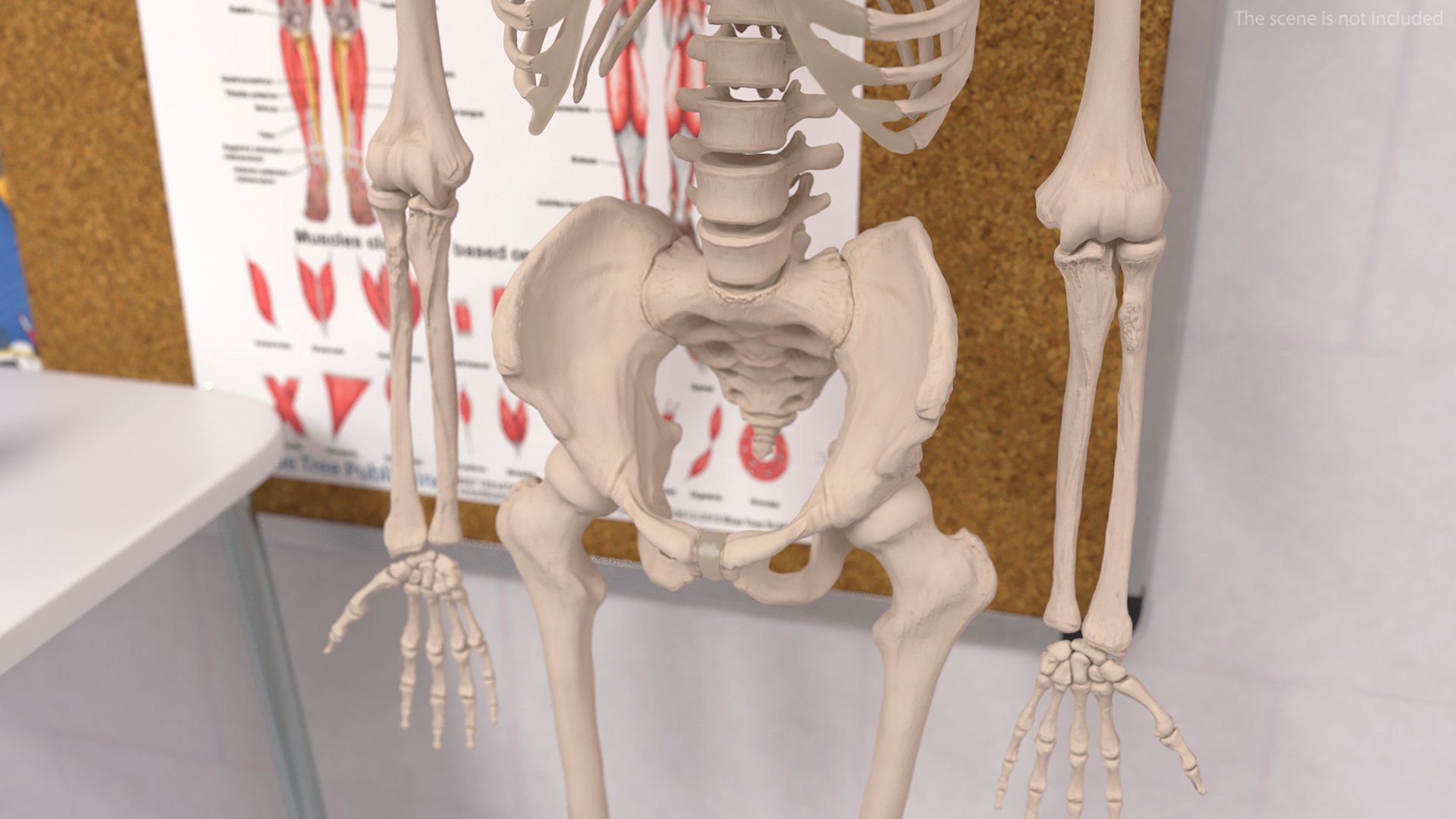 3D Human Male Pelvis Anatomy https://p.turbosquid.com/ts-thumb/CS/9x7FlV/sr/human_male_pelvis_anatomy_002/jpg/1743497629/1920x1080/fit_q87/fe564871a9a7041cb5b8505c77d066572eb101f6/human_male_pelvis_anatomy_002.jpg
