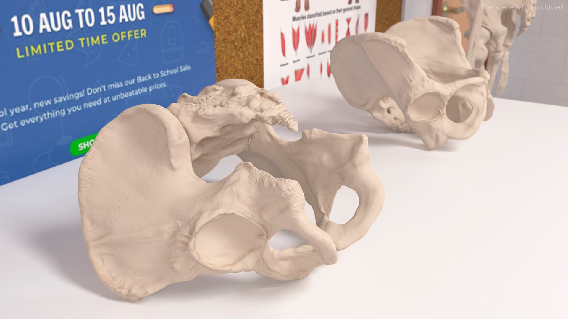 3D Human Male Pelvis Anatomy https://p.turbosquid.com/ts-thumb/CS/9x7FlV/sx/human_male_pelvis_anatomy_005/jpg/1743497648/1920x1080/fit_q87/f3d2f89a3825e3b2a63f1d1d268326f634bbb7b3/human_male_pelvis_anatomy_005.jpg