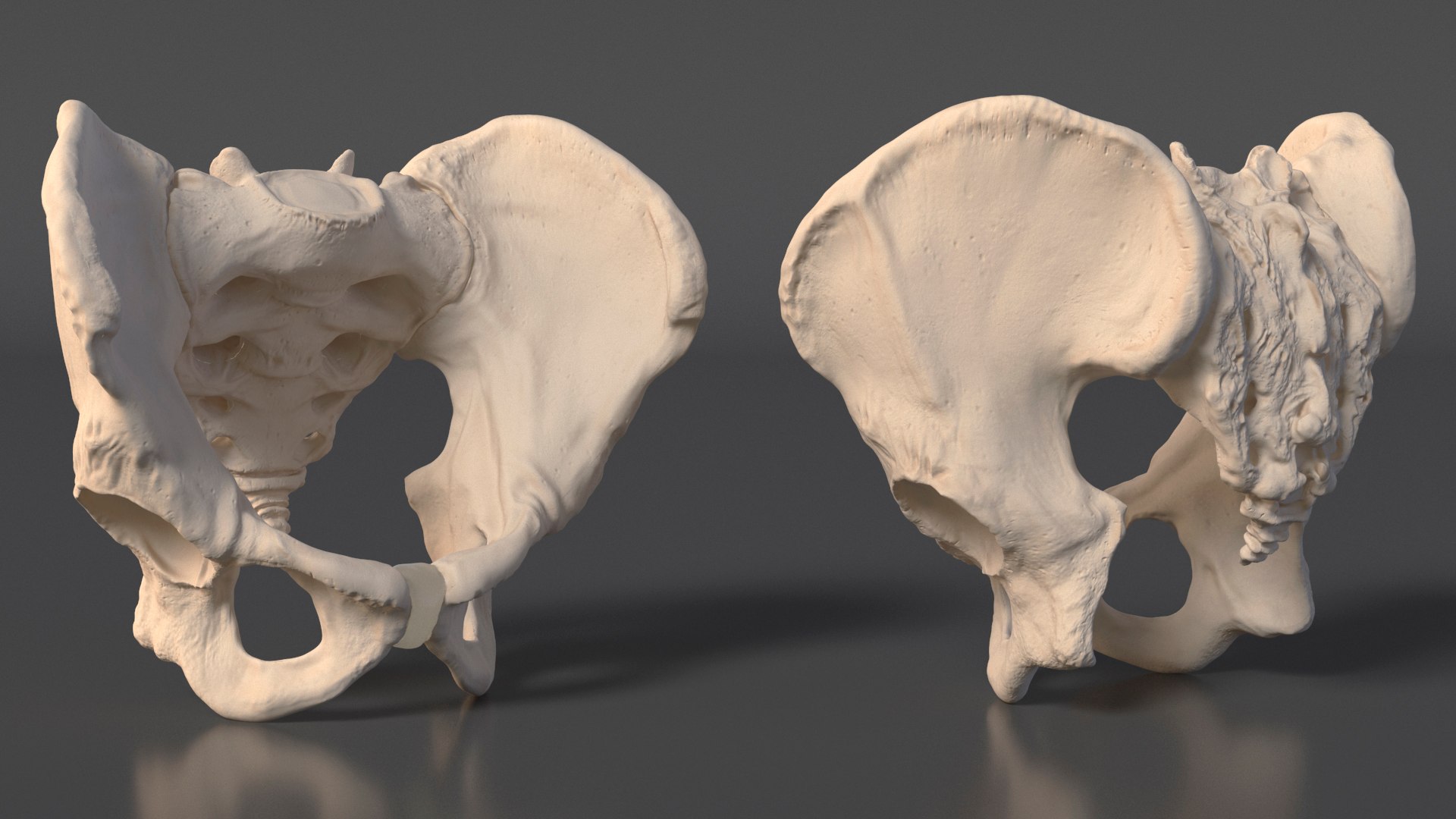 3D Human Male Pelvis Anatomy https://p.turbosquid.com/ts-thumb/CS/9x7FlV/tt/human_male_pelvis_anatomy_006/jpg/1743497655/1920x1080/fit_q87/d6cdabe48a0927be4fb526bbd7da0849c382d2bd/human_male_pelvis_anatomy_006.jpg