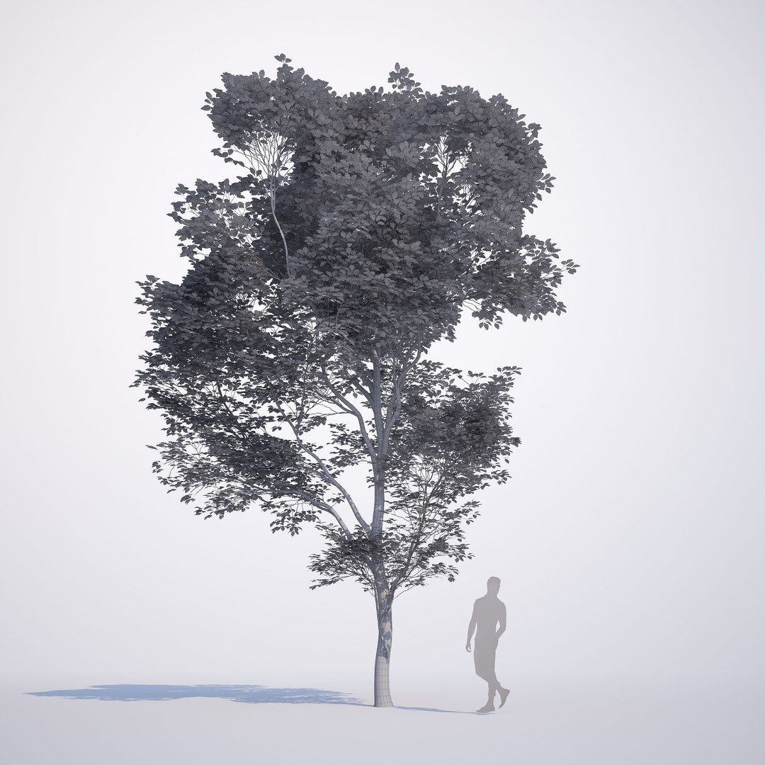 max generic tree 01 https://p.turbosquid.com/ts-thumb/CS/GdFivn/6uNho9t0/ts_gw_generictree_preview_08/jpg/1485035838/1920x1080/fit_q87/7905a37fe3b62c0fbd0c32e5197f5b44a48d4b21/ts_gw_generictree_preview_08.jpg